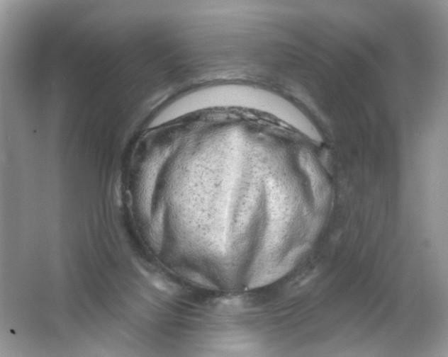 X0000063530068200602172254