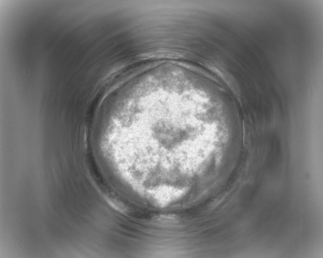 X0000063530157200602172252