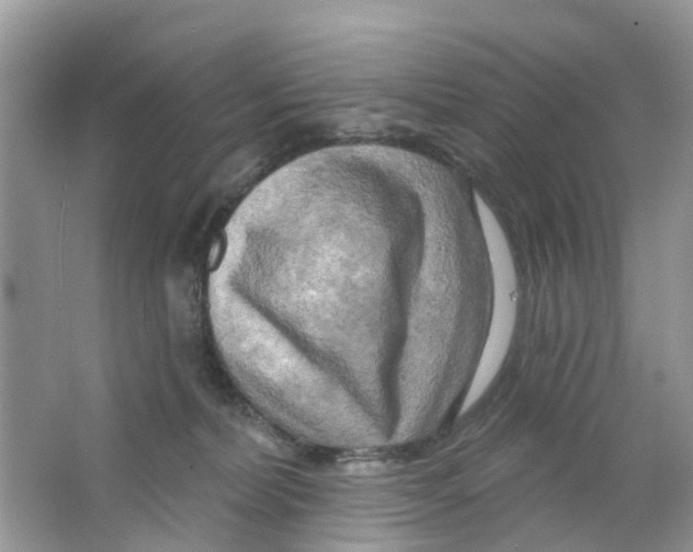 X0000063530228200602172251