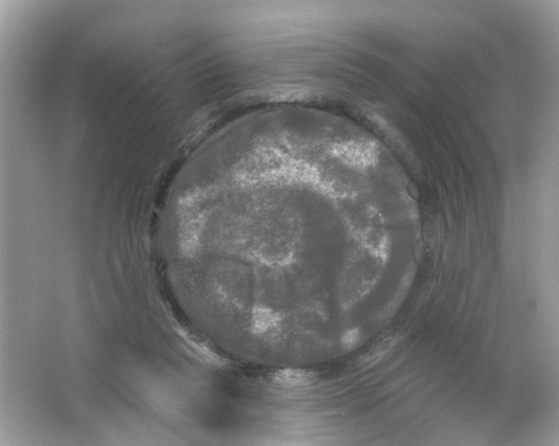 X0000063530261200602172251