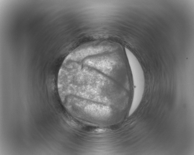 X0000063530323200602172250