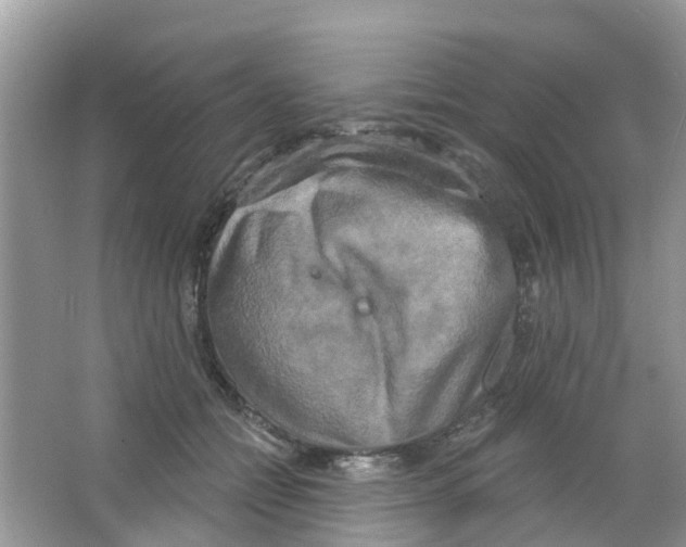 X0000063530558200602172246