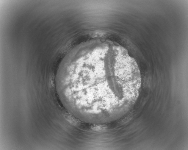 X0000063530561200602172246