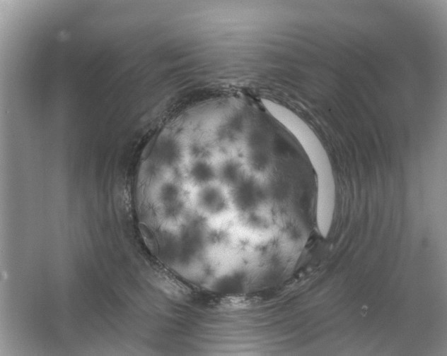 X0000063530613200602172244