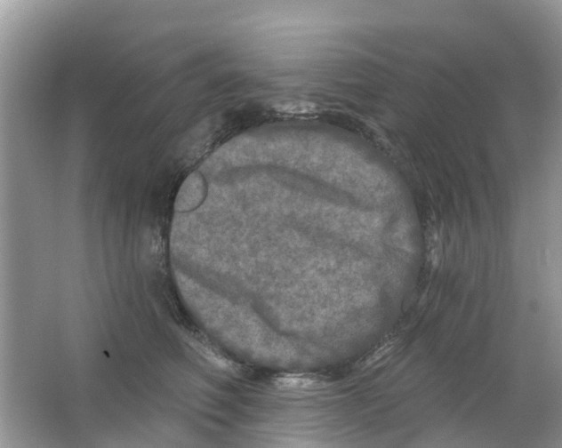 X0000063530614200602172244