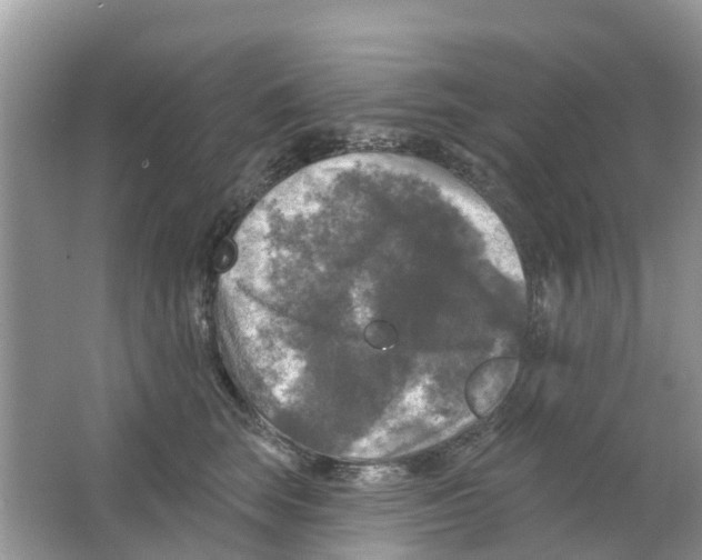 X0000063530663200602172244