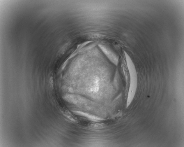 X0000063530716200602172243