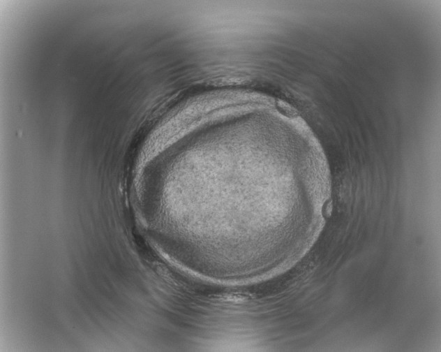 X0000063530743200602172242