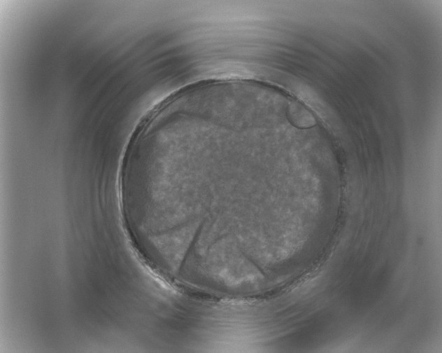 X0000063530840200602172240