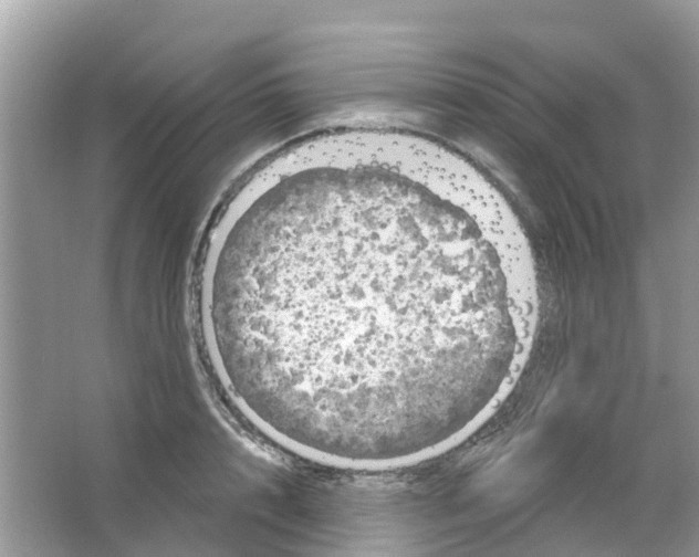 X0000063530848200602172241