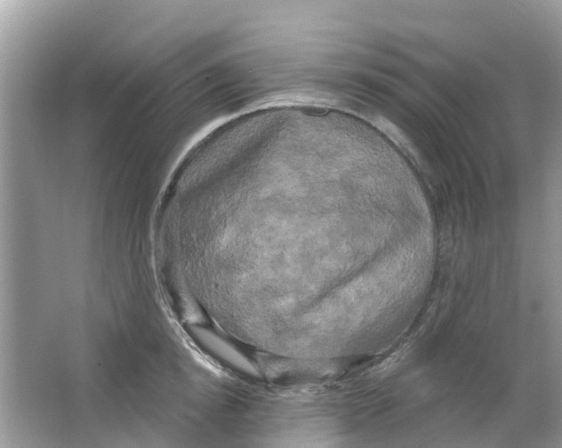 X0000063530854200602172241