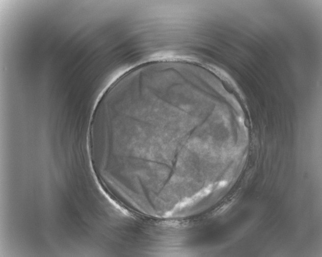 X0000063530855200602172241