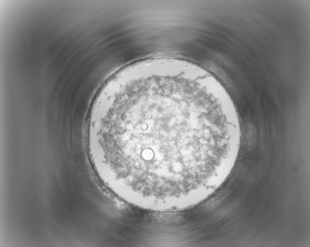 X0000063530856200602172241