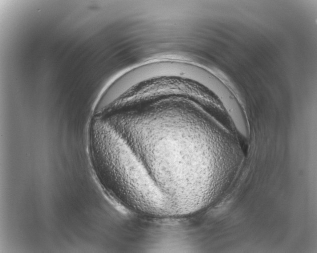 X0000063530862200602172241