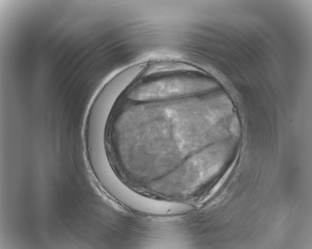 X0000063530864200602172241