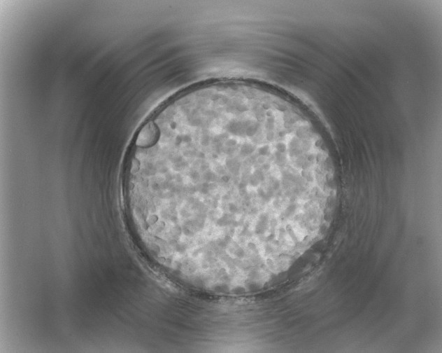 X0000063530887200602172240