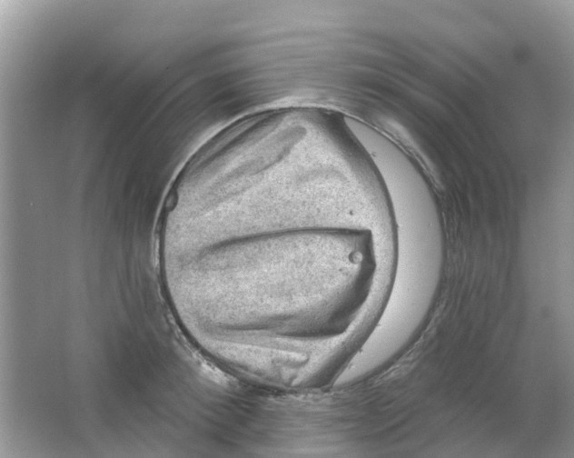 X0000063530900200602172239