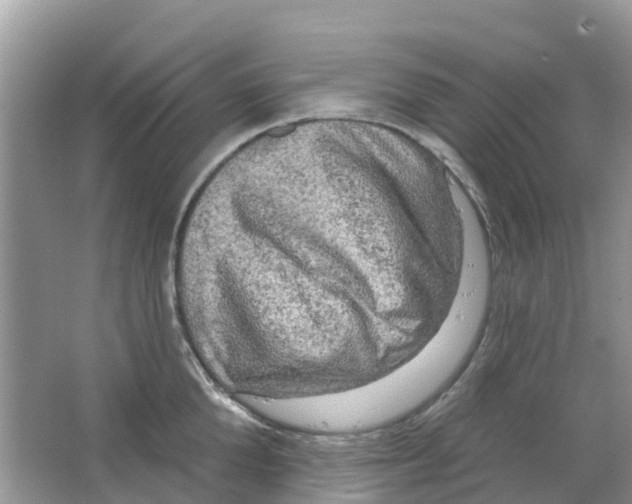 X0000063530904200602172239