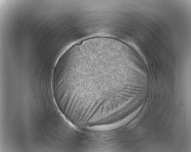 X0000063530910200602172239