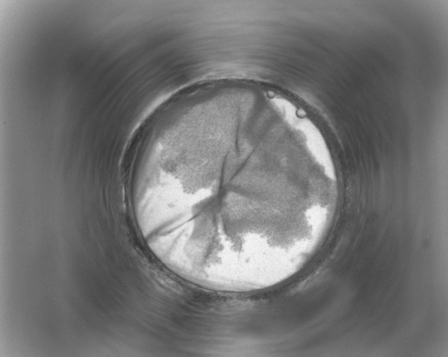 X0000063530925200602172238