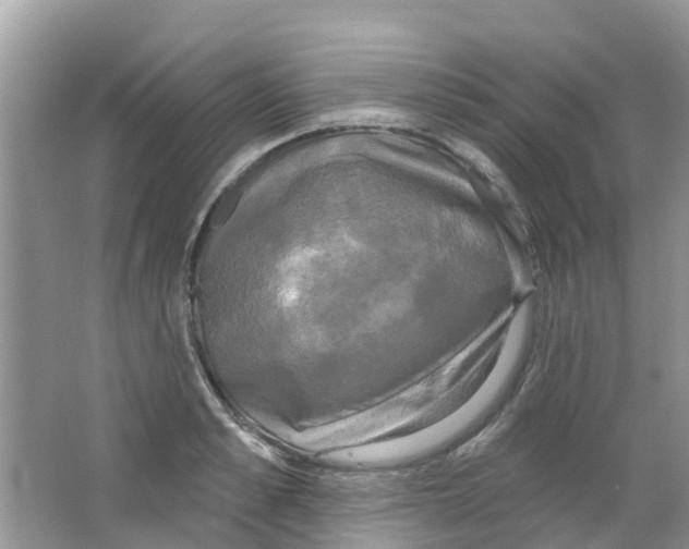 X0000063530989200602172238