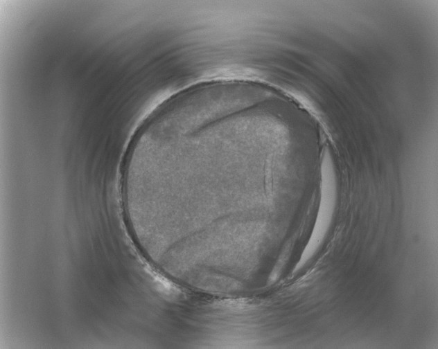 X0000063530990200602172238