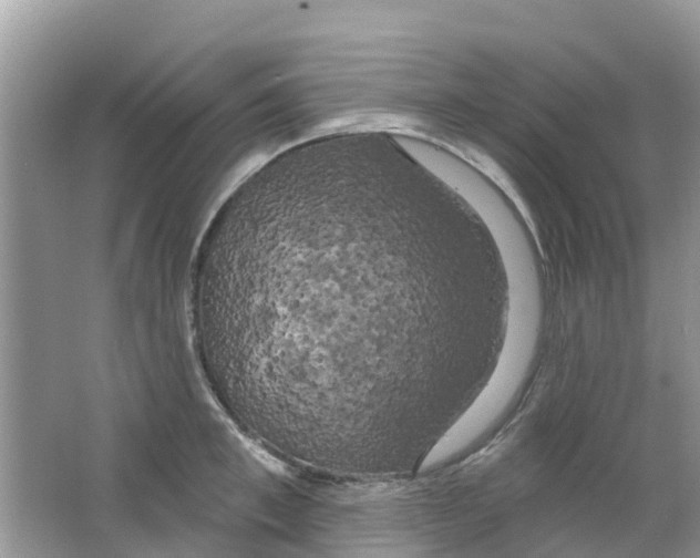 X0000063530997200602172238