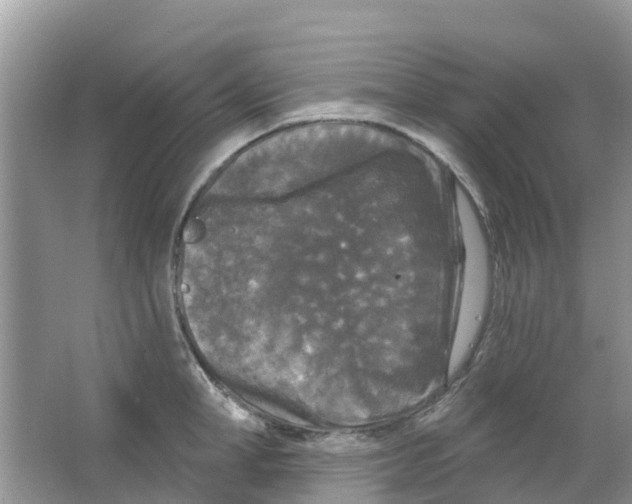 X0000063530998200602172238