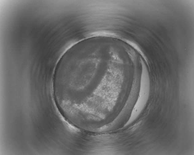 X0000063530999200602172238