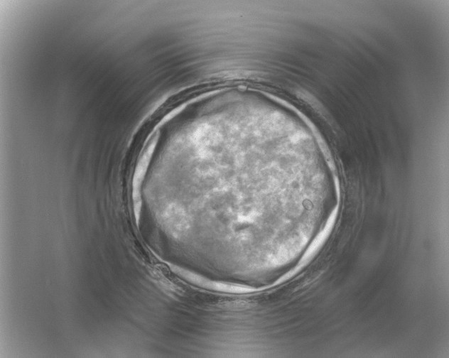 X0000063531023200602172237