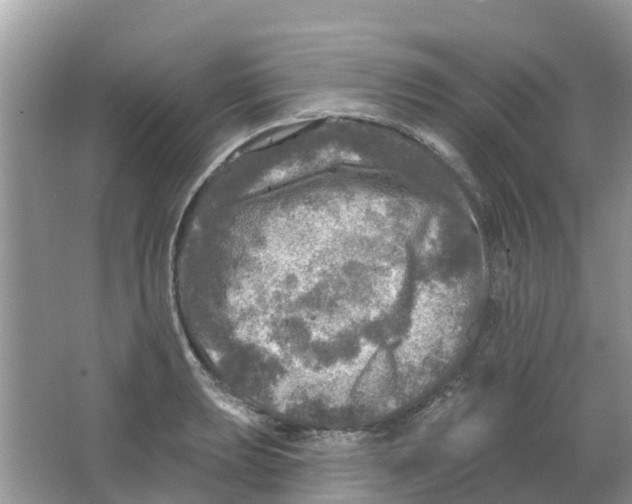 X0000063531039200602172237