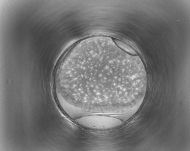 X0000063531048200602172237