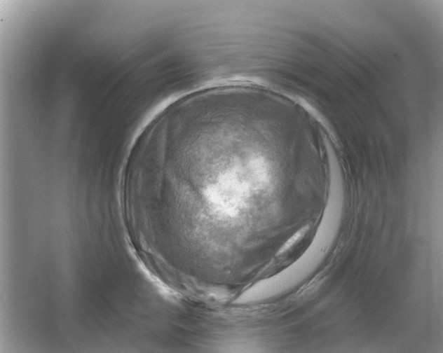 X0000063531054200602172237