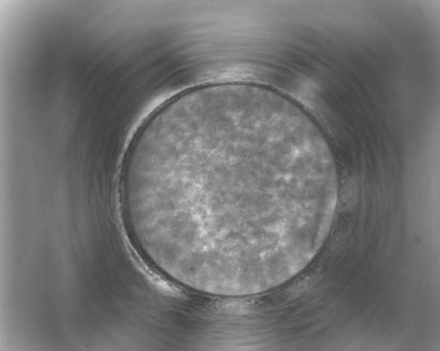 X0000063531086200602172236