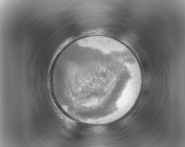 X0000063531090200602172236