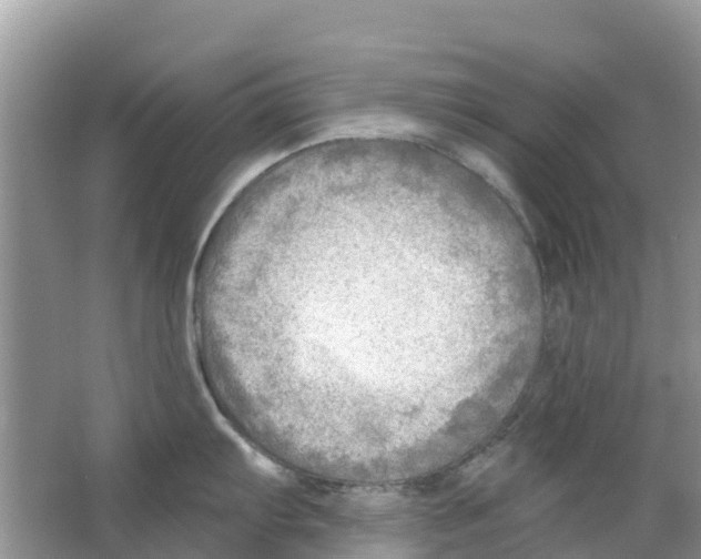 X0000063531103200602172236