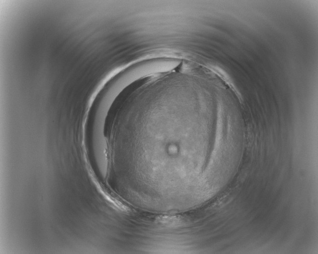 X0000063531128200602172235