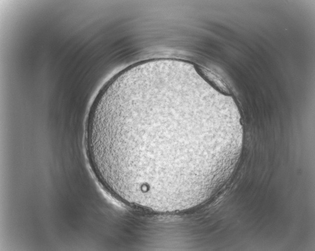 X0000063531136200602172235