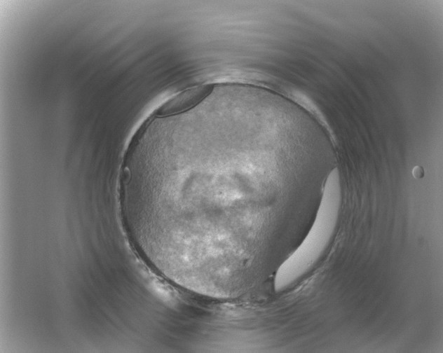 X0000063531138200602172235