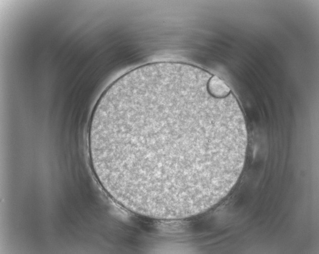 X0000063531150200602172236