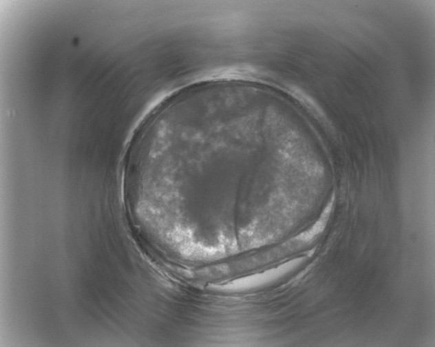 X0000063531224200602172233