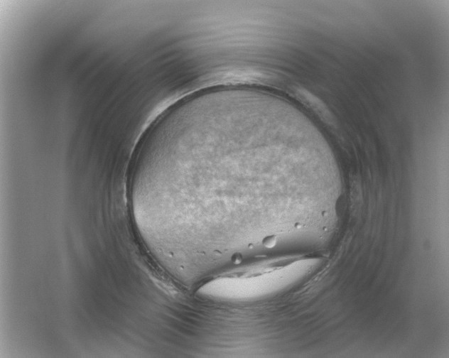 X0000063531226200602172233