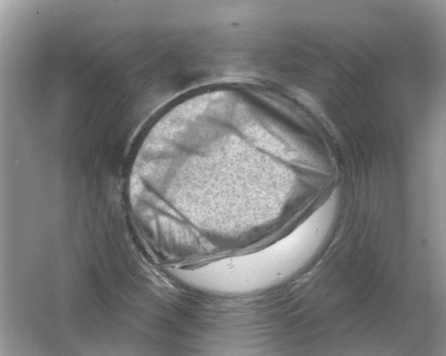 X0000063531260200602172233