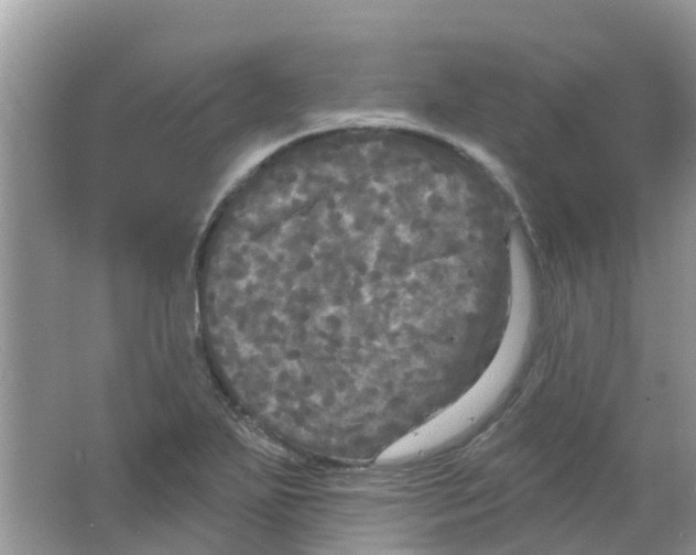 X0000063531271200602172233