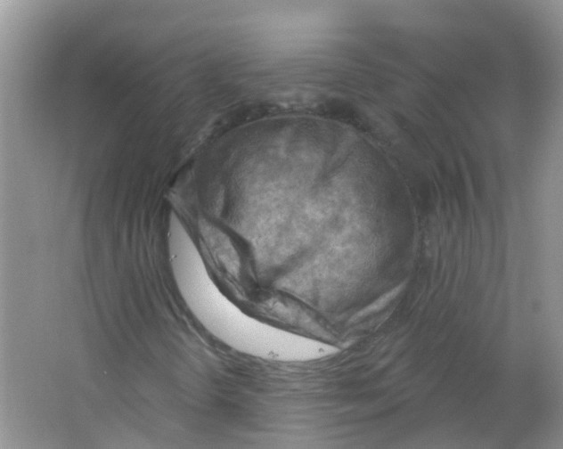 X0000063531298200602172231