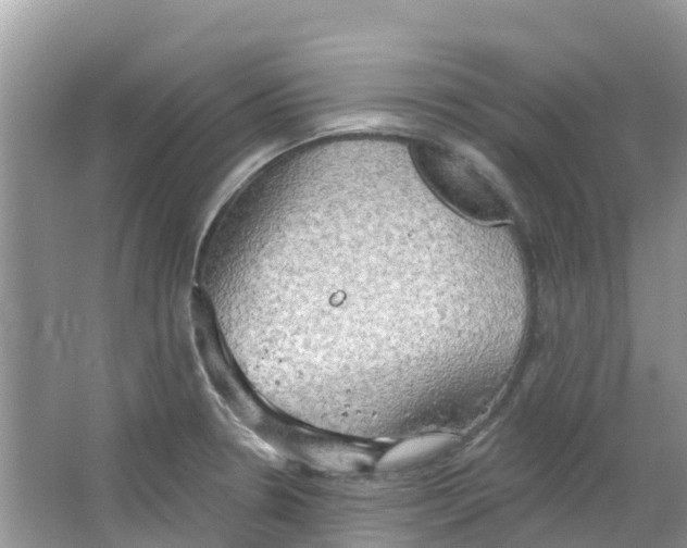 X0000063531330200602172232