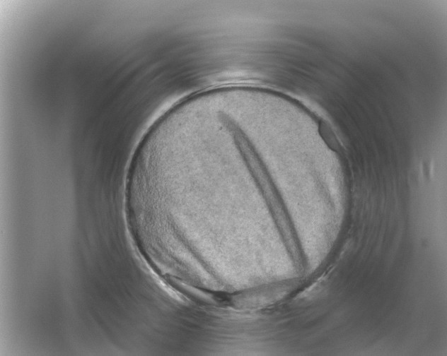 X0000063531333200602172232