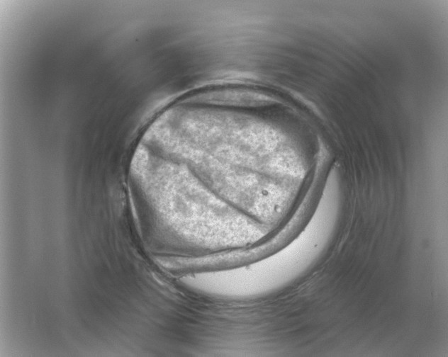 X0000063531363200602172231