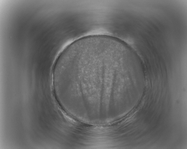 X0000063531366200602172231