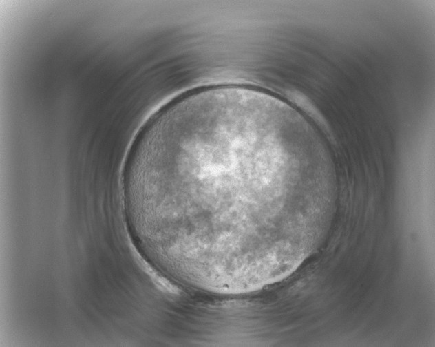 X0000063531380200602172231